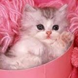 Sevimli Kedi 