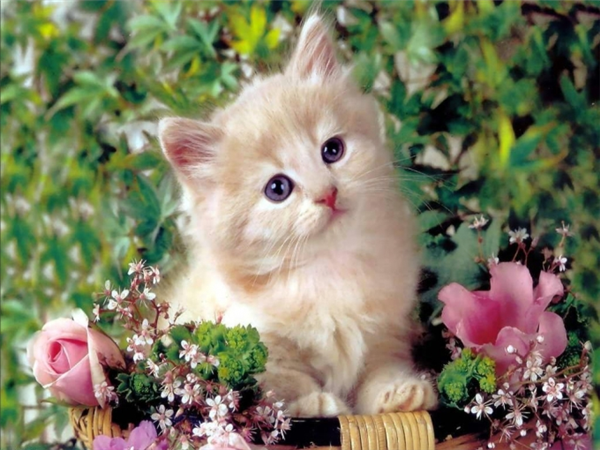 Sevimli Kedi 