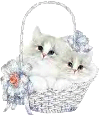 Sevimli Kedi 