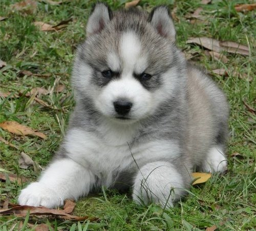 Sevimli Köpek