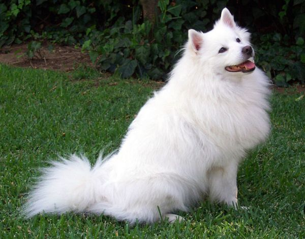 Sevimli Köpek