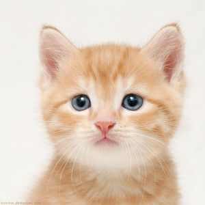Sevimli Kedi 
