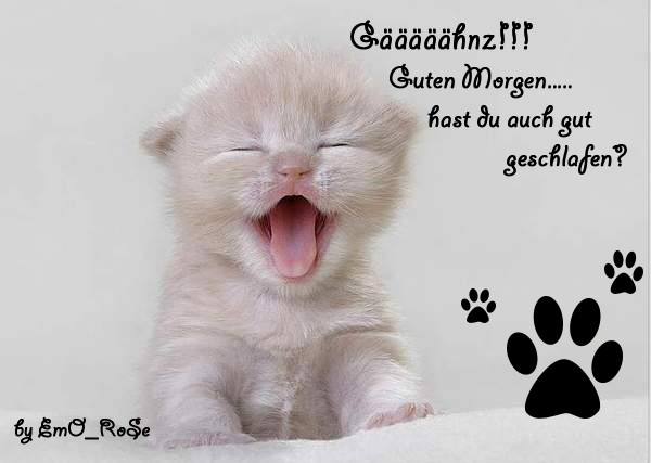 Sevimli Kedi 