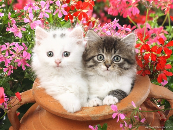Sevimli Kedi 