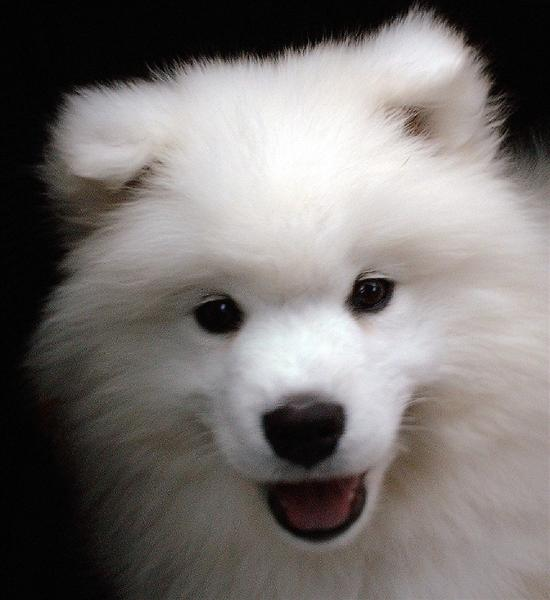 Sevimli Köpek
