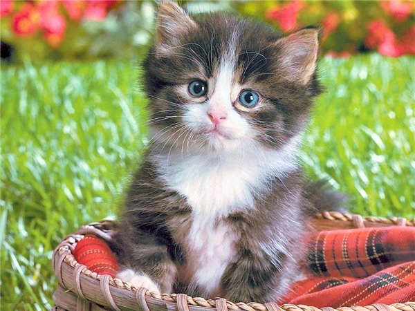 Sevimli Kedi 