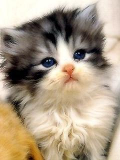 Sevimli Kedi 