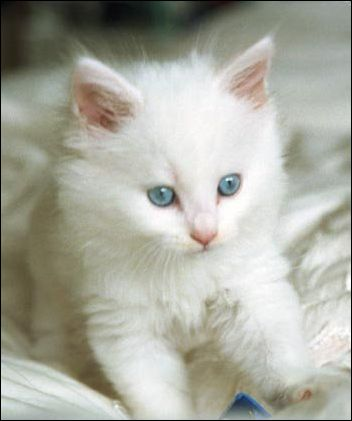 Sevimli Kedi 