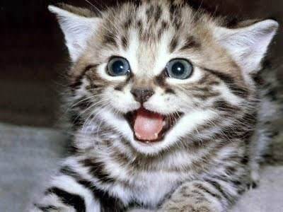 Sevimli Kedi 