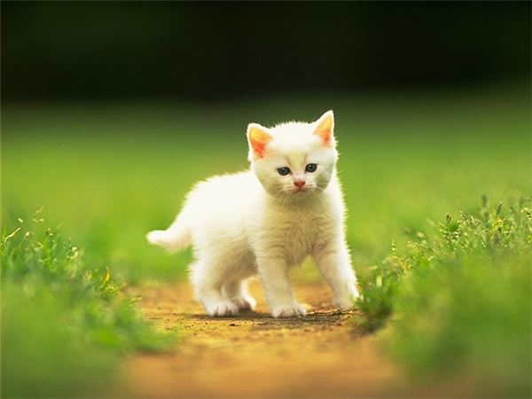 Sevimli Kedi 