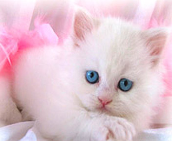Sevimli Kedi 