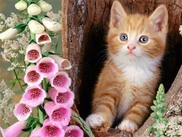 Sevimli Kedi 