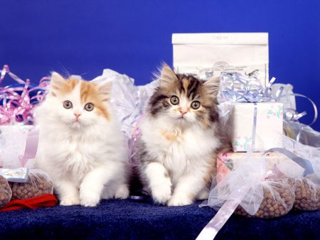 Sevimli Kedi 