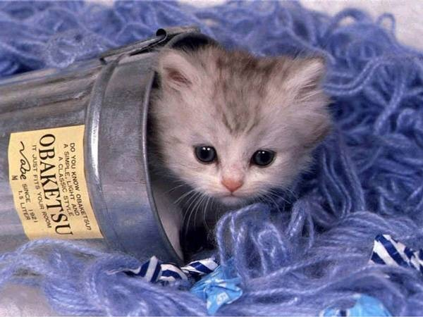Sevimli Kedi 