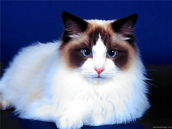 Sevimli Kedi 