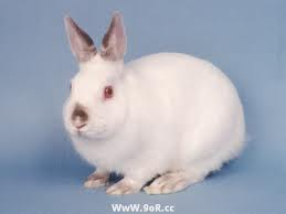 Rabbit