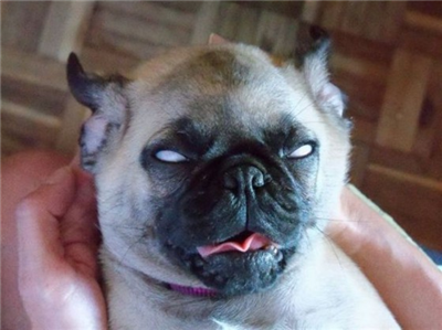 Demon puggle