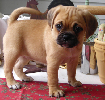 Sexy Puggle