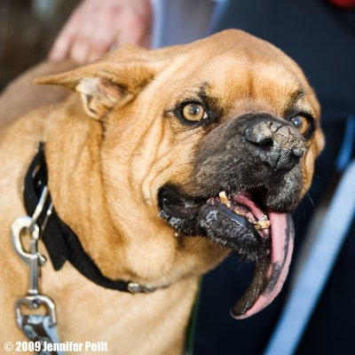 ugly puggle