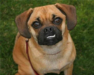 Cute Puggle