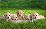 Super Pets