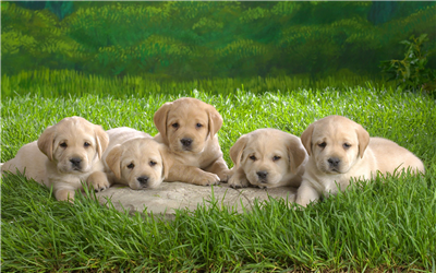 dogs