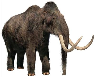 Na Kolko % Si Dnes Mamut?