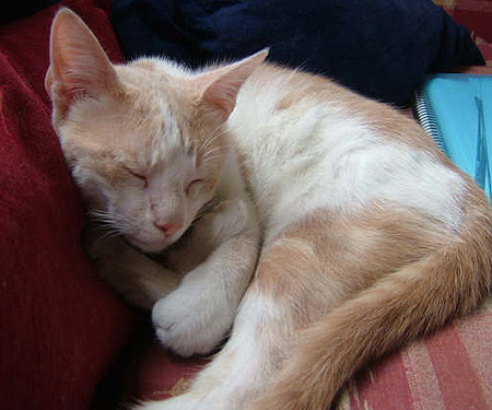¿Cuanto Sabes De Los Gatos?