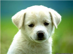 Send An Animal