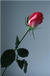 Gifts 4 U....