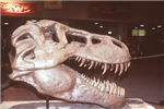 Gift Of Skull