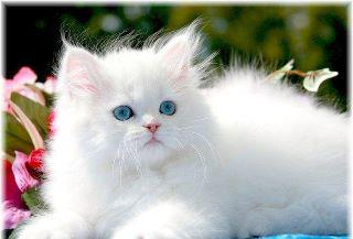 Cute cat