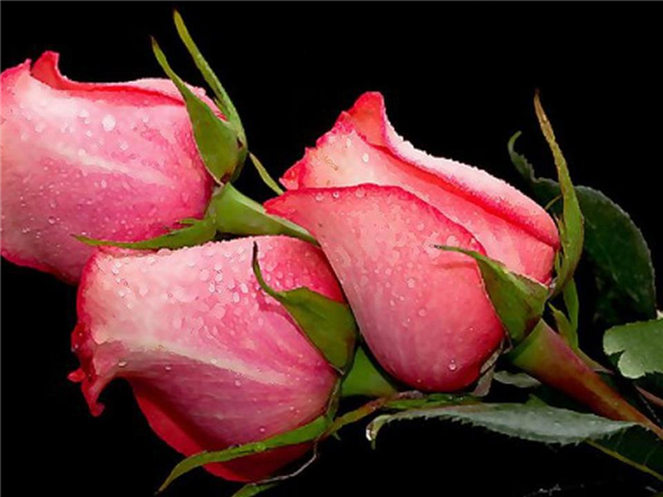 Roses