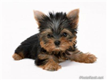 Cute Adorable Puppies