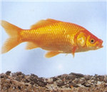 Regali