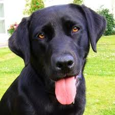 chien labrador