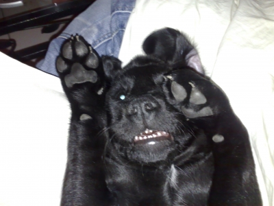 chien