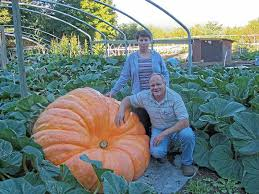 PUMPKIN 