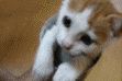 Andeswa gif 03