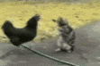 Andeswa gif 01