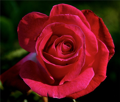 rose