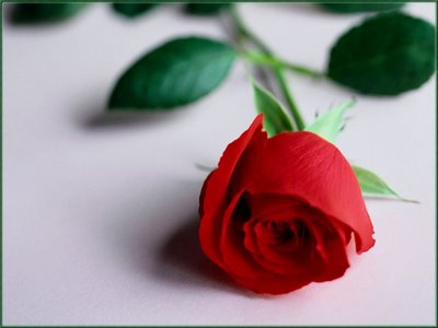rose