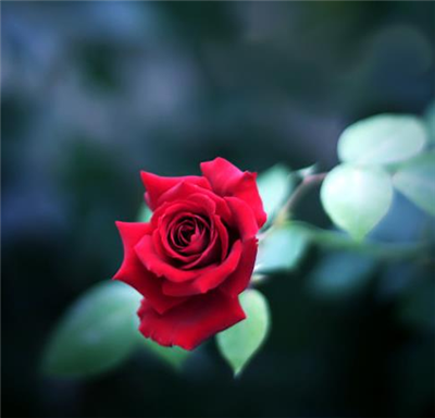 GÜNAYDIN ✿CAN DOSTLAR (¯`L´¯)✿ Özlemlere günaydın `•.¸.•´(¯`O´¯)✿ Bitmeyen içten dostluklara günaydın *****..`•.¸.•´(¯`V´¯)✿ Uzakta bir yıldız gibi parlayan mutluluğa ***********..`•.¸.•´(¯`E´¯)✿ Sevgi dolu gönüllere günaydın ♥♥ *****************..`•.¸.•´HAYIRLI GÜNLER ♥♥......... 