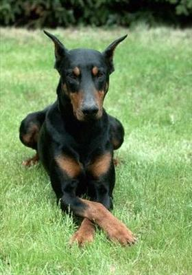 Köpeğini Seç?