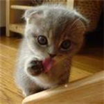 Kitty Kiss!