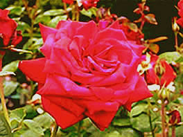 rose