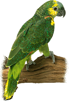 parrot