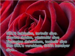 Senınde Herkese Verecek Bır Gül 'Ün Olsun