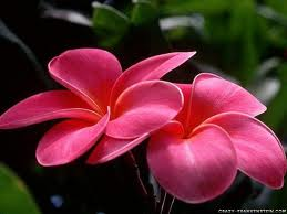 another flower