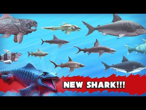 Hungry Sharktan Kimsin